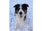 Adopt Snowball a Black Alaskan Malamute / German Shepherd Dog / Mixed dog in
