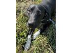 Adopt Sully a Black Labrador Retriever / Hound (Unknown Type) / Mixed dog in