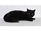 Adopt Bagetta a All Black Domestic Shorthair (short coat) cat in Jefferson City