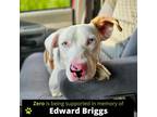 Adopt Zero a White Mixed Breed (Large) / Mixed dog in Adrian, MI (39041149)