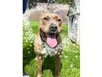 Adopt Dixie a Brindle American Pit Bull Terrier / Mixed dog in Yakima