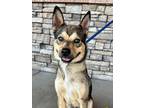 Adopt Chad a Brown/Chocolate Australian Cattle Dog / Terrier (Unknown Type