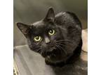 Adopt Helen a All Black Domestic Shorthair / Domestic Shorthair / Mixed cat in
