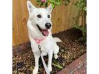 Adopt Posie a White Husky / Mixed dog in Richmond, VA (35680974)