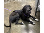 Adopt Hallie a Black Great Dane / Mixed dog in Paducah, KY (38970318)
