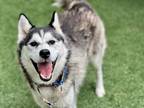 Adopt Alasie a Black Husky / Mixed dog in Lynnwood, WA (39063699)