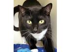 Adopt Quilt a All Black Domestic Shorthair / Domestic Shorthair / Mixed cat in