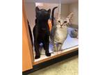 Adopt Pierre-Bonded Pair-Foster a All Black Domestic Shorthair / Domestic