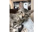 Adopt UNO a Gray or Blue Domestic Shorthair / Domestic Shorthair / Mixed cat in