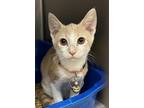 Adopt Rana a Orange or Red Domestic Shorthair / Domestic Shorthair / Mixed cat