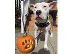 Adopt Maya Papaya a White American Pit Bull Terrier / Mixed dog in Madison