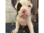 Olde Bulldog Puppy for sale in Beaver Dam, KY, USA
