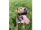 Adopt Flip Flop a Brown/Chocolate American Pit Bull Terrier / Mixed dog in
