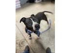 Adopt Luna a Gray/Blue/Silver/Salt & Pepper American Pit Bull Terrier / Mixed