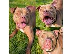 Adopt Duke a Brown/Chocolate Mixed Breed (Large) / Mixed dog in Cincinnati