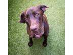 Adopt Gemma a Brown/Chocolate Labrador Retriever / Mixed dog in Santa Cruz