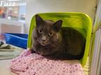 Adopt Fuzz a Gray or Blue Domestic Longhair / Domestic Shorthair / Mixed cat in