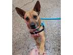 Adopt Jesse a Tan/Yellow/Fawn Mixed Breed (Medium) / Terrier (Unknown Type