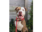 Adopt Gerald a Brown/Chocolate Mixed Breed (Medium) / Mixed dog in Cincinnati