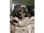 Adopt Mowgli a Gray/Blue/Silver/Salt & Pepper Mixed Breed (Large) / Mixed dog in