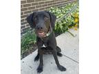 Adopt Holland a Black English (Redtick) Coonhound / Mixed dog in Morton Grove