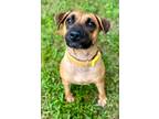 Adopt Queenie a Tan/Yellow/Fawn German Shepherd Dog / Mixed dog in Morton Grove