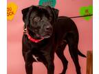 Adopt Tuna a Black Labrador Retriever / Mixed dog in Morton Grove, IL (39002097)