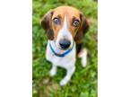 Adopt September a Black Beagle / Mixed dog in Morton Grove, IL (38988750)