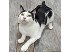 Adopt Ziggy a White Domestic Shorthair / Domestic Shorthair / Mixed cat in