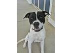 Adopt Sweeney 50498 a White Mixed Breed (Medium) / Mixed dog in Aiken