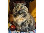 Adopt Princess a All Black Domestic Longhair / Domestic Shorthair / Mixed cat in