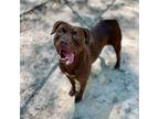 Adopt Rosie a Brown/Chocolate American Pit Bull Terrier / Golden Retriever /