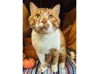 Adopt Mark a Orange or Red Domestic Shorthair / Domestic Shorthair / Mixed cat