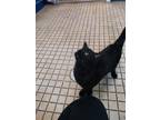 Adopt Stevie a All Black Domestic Shorthair / Domestic Shorthair / Mixed cat in