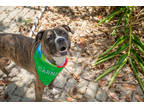 Adopt Nutmeg (Underdog) a Brown/Chocolate American Pit Bull Terrier / Mixed dog