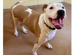 Adopt Bedgie a White Mixed Breed (Large) / Mixed dog in Sanford, FL (39000338)