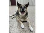 Adopt Whooper a Black German Shepherd Dog / Mixed dog in Wichita Falls
