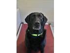 Adopt Bella Grace 50500 a Black Labrador Retriever / Mixed dog in Aiken