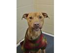 Adopt Franklin 50441 a Brown/Chocolate American Pit Bull Terrier / Mixed dog in