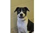 Adopt Rick 50422 a Black Mixed Breed (Medium) / Mixed dog in Aiken
