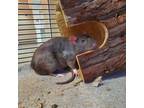 Adopt Reid a Brown or Chocolate Rat / Rat / Mixed small animal in Hilliard