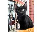 Adopt Nigel a All Black Domestic Shorthair / Domestic Shorthair / Mixed cat in
