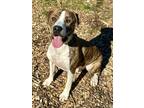 Adopt Cash a Brindle Boxer / Mixed dog in Gainesville, GA (38977640)