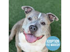 Adopt Ms. Agatha Rose a Tan/Yellow/Fawn American Staffordshire Terrier / Mixed