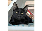 Adopt Jasper Blue a All Black Domestic Shorthair / Domestic Shorthair / Mixed