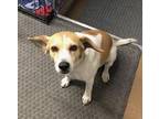 Adopt Layla a White Beagle / Mixed dog in Anderson, IN (38226182)