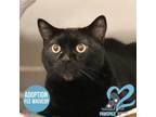 Adopt Ebony *PAWSPICE* a All Black Domestic Mediumhair / Domestic Shorthair /