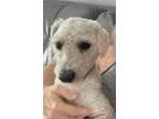 Adopt Jasper a White Poodle (Miniature) / Mixed dog in Santa Fe, TX (38999702)