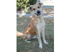 Adopt Elle a Tan/Yellow/Fawn Golden Retriever / Collie / Mixed dog in Santa Fe