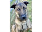 Adopt Sarge a Brown/Chocolate German Shepherd Dog / Mixed dog in Anderson